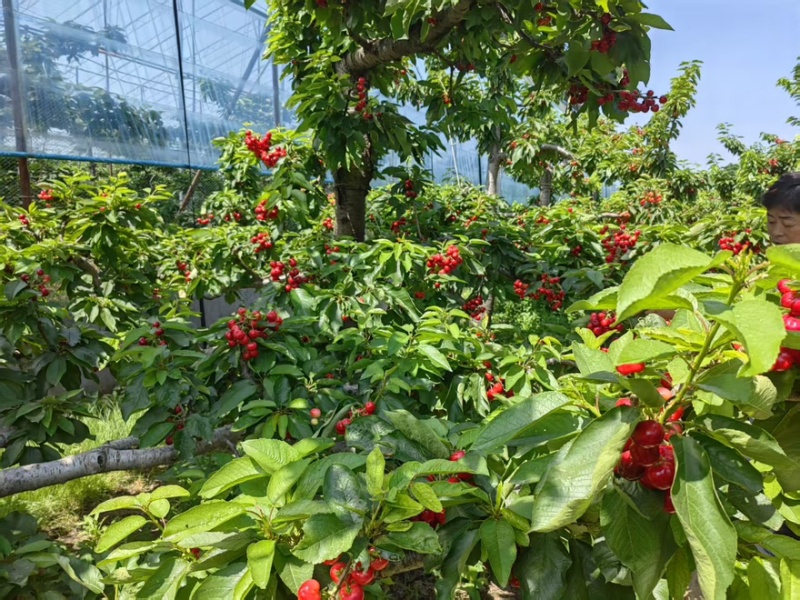 山西精品美早樱桃果肉饱满货源充足质量保证欢迎采购