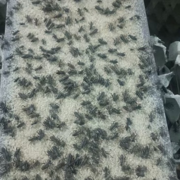 蟋蟀大亚，蟋蟀虫卵