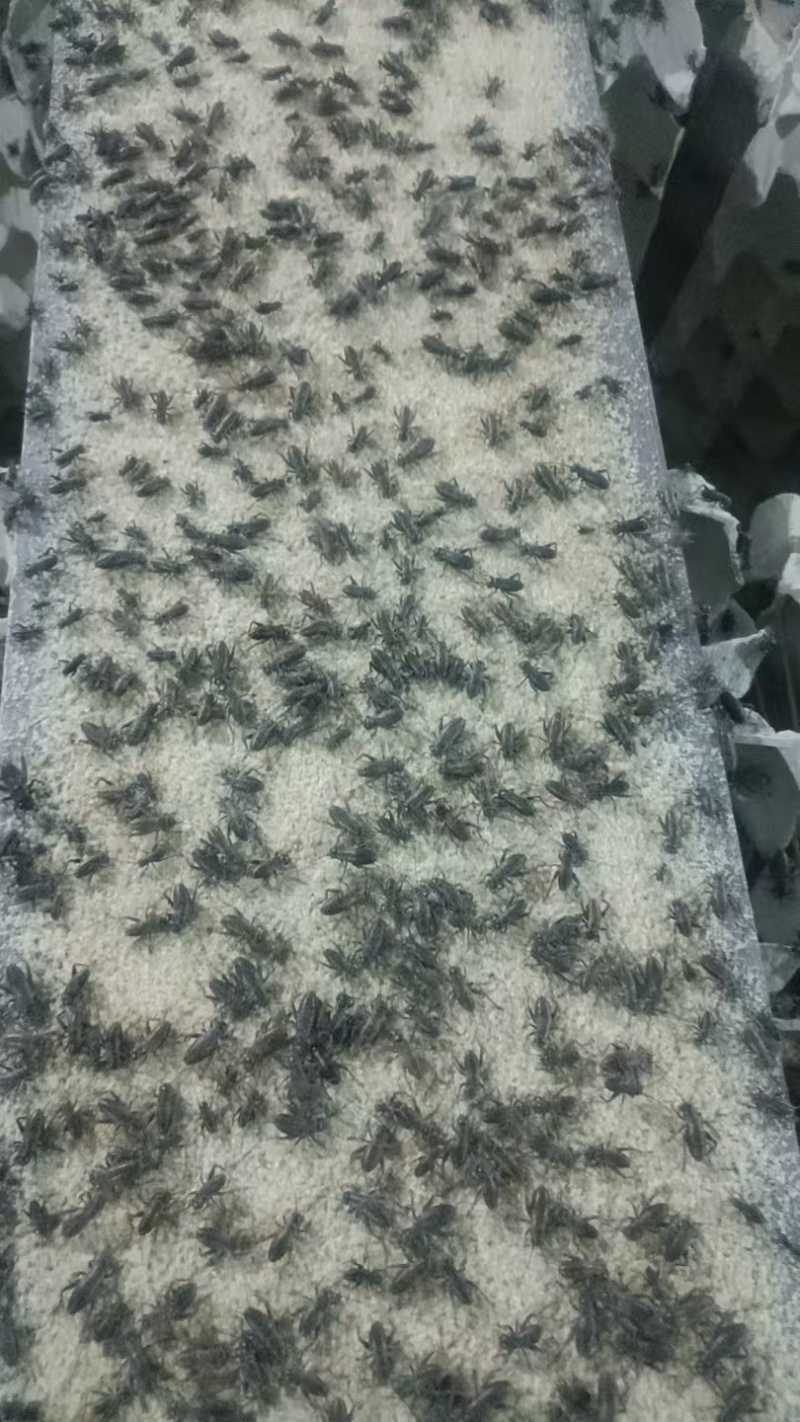 蟋蟀大亚，蟋蟀虫卵