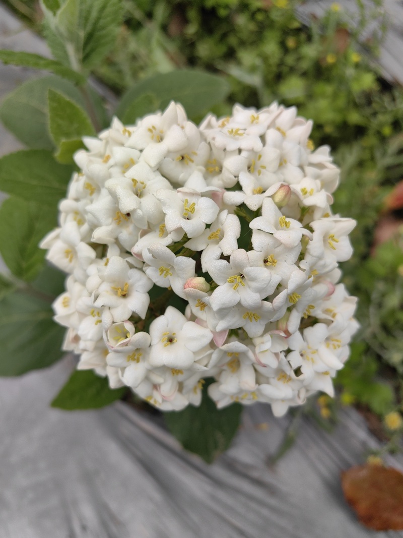 红蕾雪球木绣球基地直销量大质优价廉欢迎咨询电联