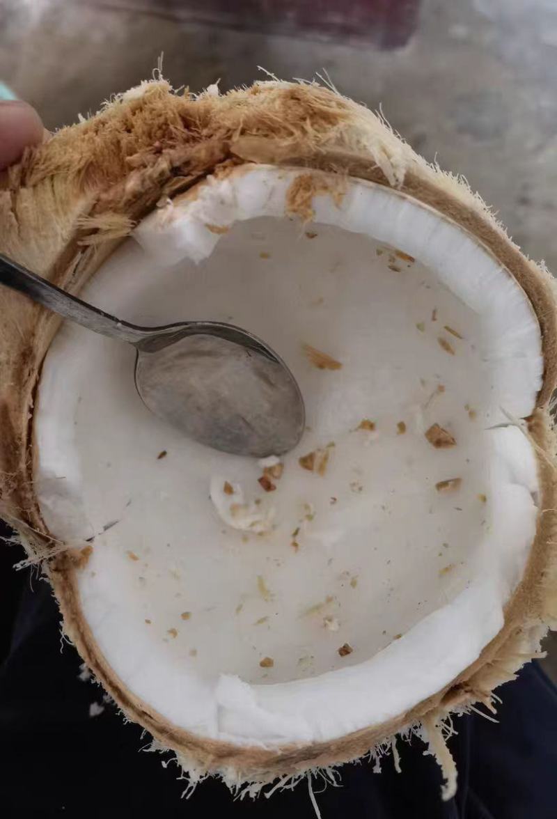 带皮椰子，诚信经营，一手货源，品质保证，