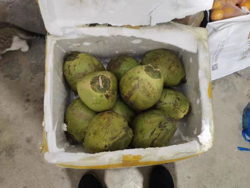 带皮椰子，诚信经营，一手货源，品质保证，