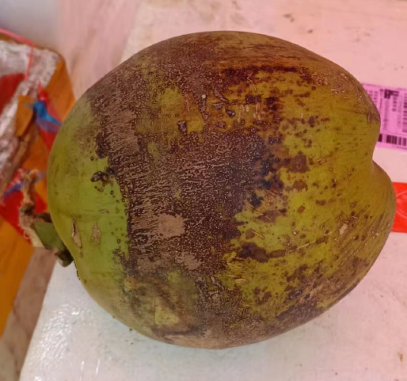 带皮椰子，诚信经营，一手货源，品质保证，