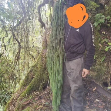 马尾千斤草！！！！！！！！！！！！！！！！！