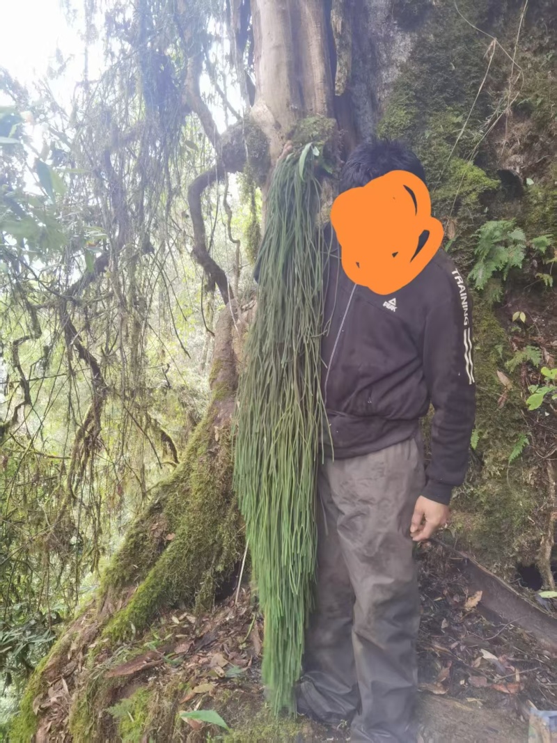 马尾千斤草！！！！！！！！！！！！！！！！！