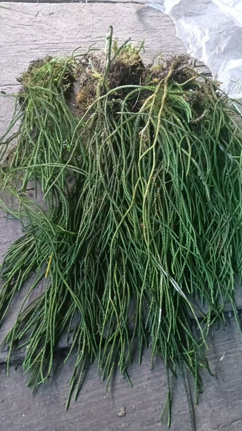 马尾千斤草！！！！！！！！！！！！！！！！！
