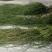 马尾千斤草！！！！！！！！！！！！！！！！！