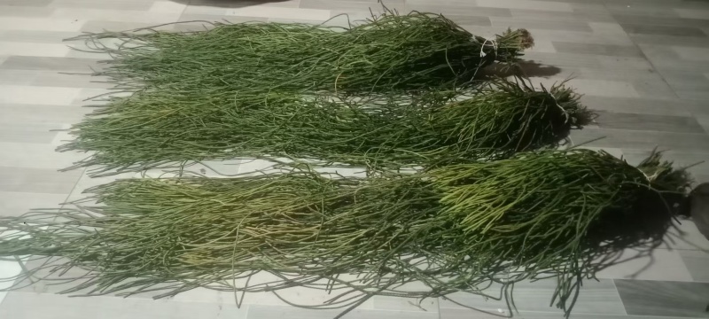 马尾千斤草！！！！！！！！！！！！！！！！！