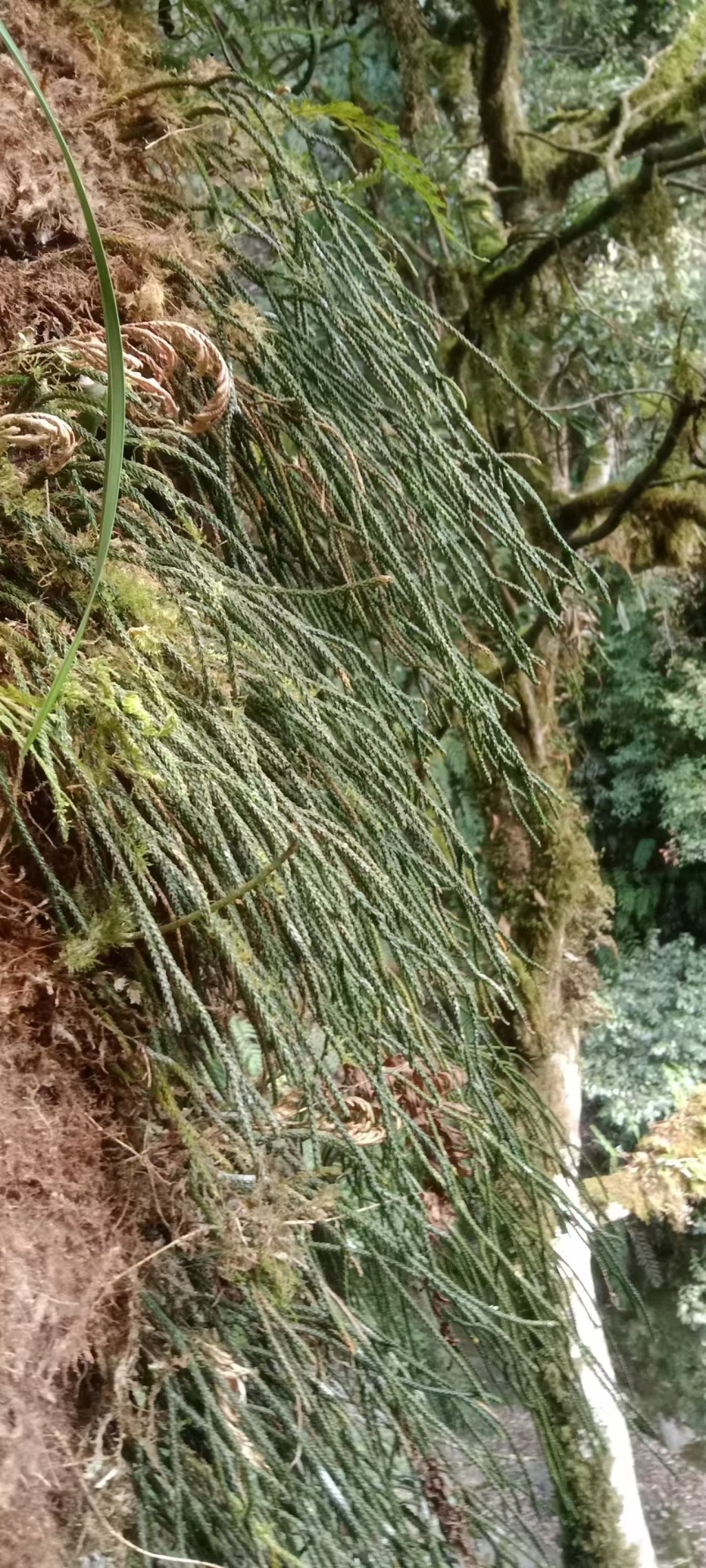 马尾千斤草！！！！！！！！！！！！！！！！！