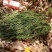 马尾千斤草！！！！！！！！！！！！！！！！！