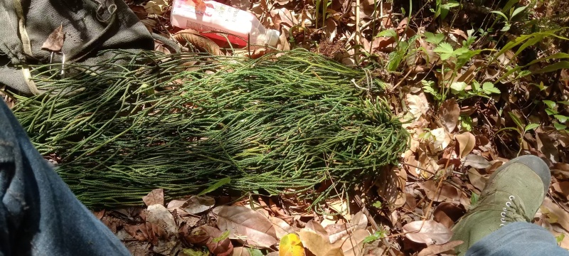 马尾千斤草！！！！！！！！！！！！！！！！！
