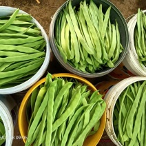 山东济南芸豆，大量出售，价格优美欢迎全国采购商联系