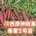 秦薯五号红薯苗高代脱毒产量高成活率高货量大现场看