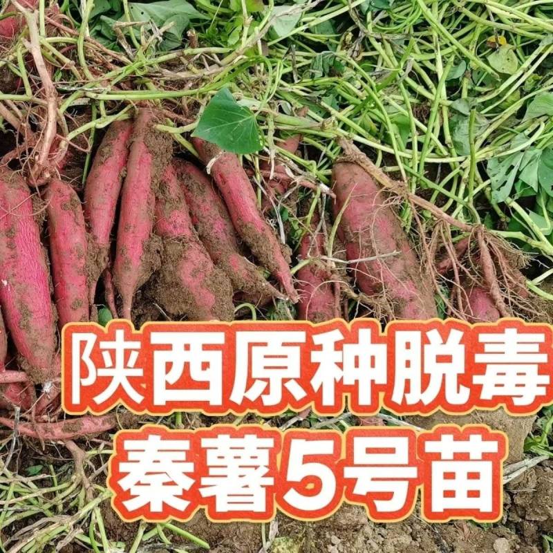 秦薯五号红薯苗高代脱毒产量高成活率高货量大现场看