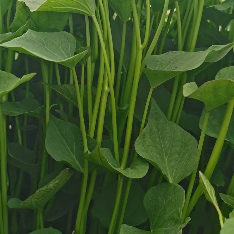 秦薯五号红薯苗高代脱毒产量高成活率高货量大现场看
