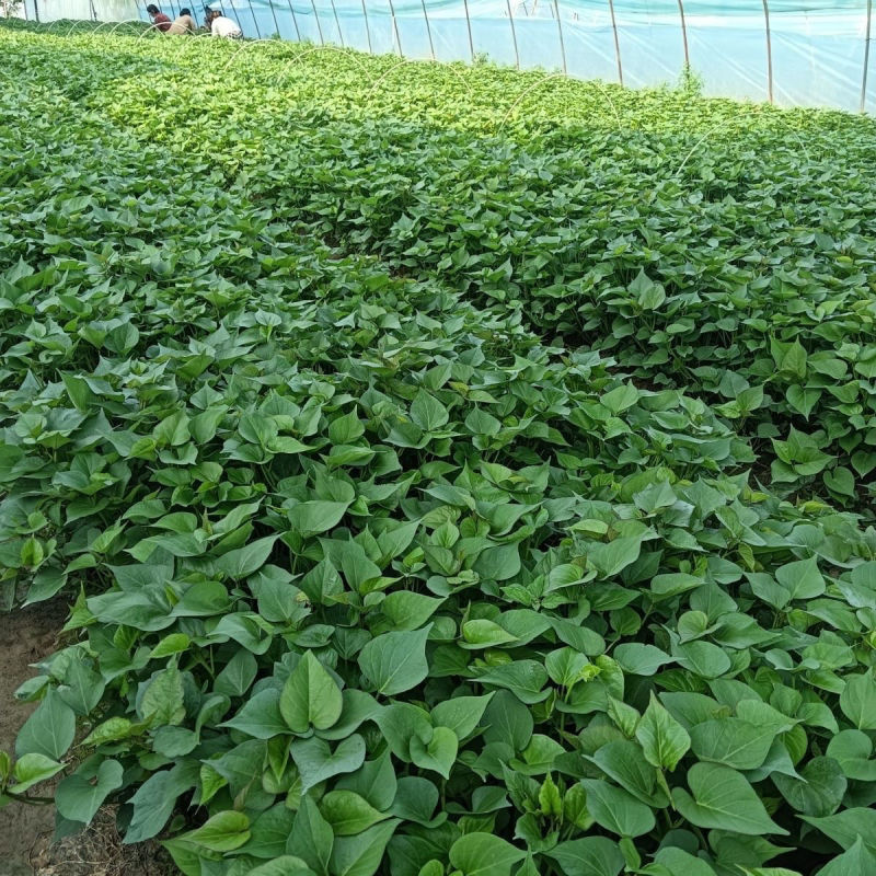 秦薯五号红薯苗高代脱毒产量高成活率高货量大现场看