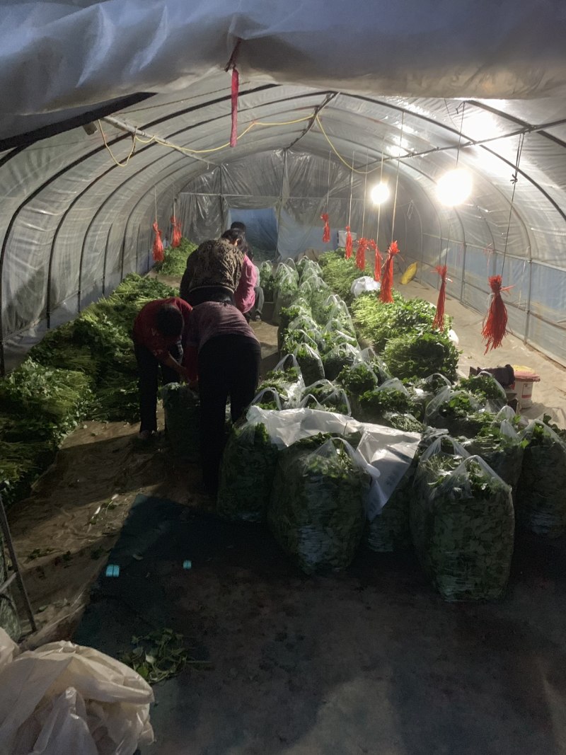 秦薯五号红薯苗高代脱毒产量高成活率高货量大现场看