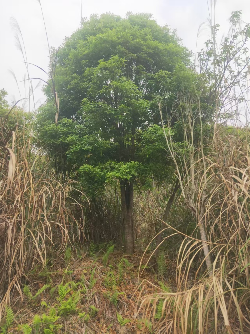 低价出售15-20桂花