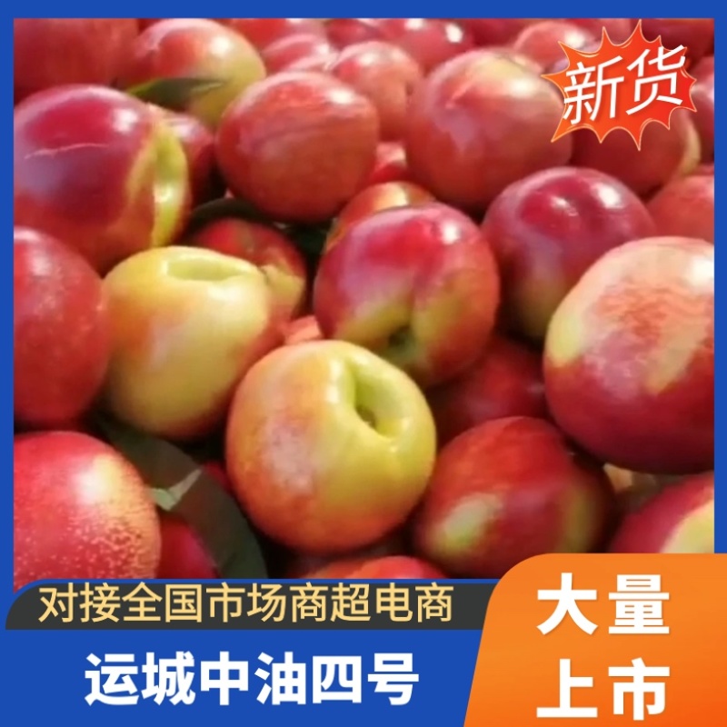 热卖露天山西运冷库中油七号大量上市品质优良