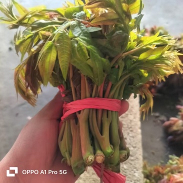 红油香椿芽2茬