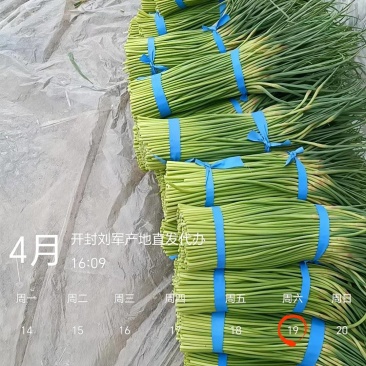 红帽蒜苔大量上市，走市场，入库，电商**价格美丽