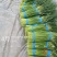 红帽蒜苔大量上市，走市场，入库，电商**价格美丽