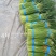 红帽蒜苔大量上市，走市场，入库，电商**价格美丽