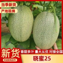 晓密二五甜瓜，河南滑县万亩甜瓜代发全国，实力代办，诚信第