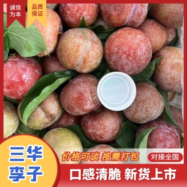 广东精品三华李子产地直发质量保证供应各大商超电商市场