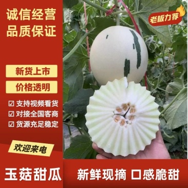 密露流星，河南滑县万亩甜瓜，实力代办，代发全国，诚信第一