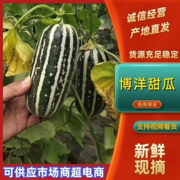 博洋九甜瓜，滑县万亩甜瓜供应各大批发市场，欢迎新老顾客