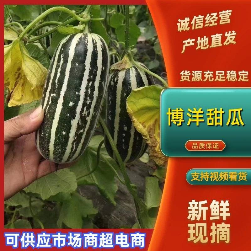 博洋九甜瓜，滑县万亩甜瓜供应各大批发市场，欢迎新老顾客