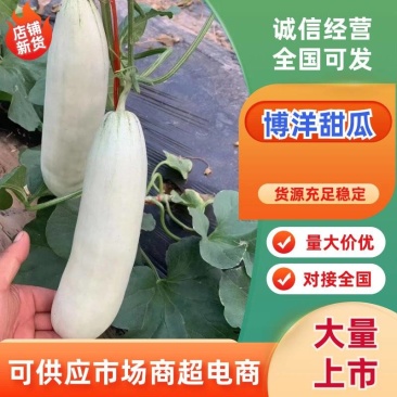 博洋6滑县甜瓜大量供应各大批发市场以及商超和电商平台