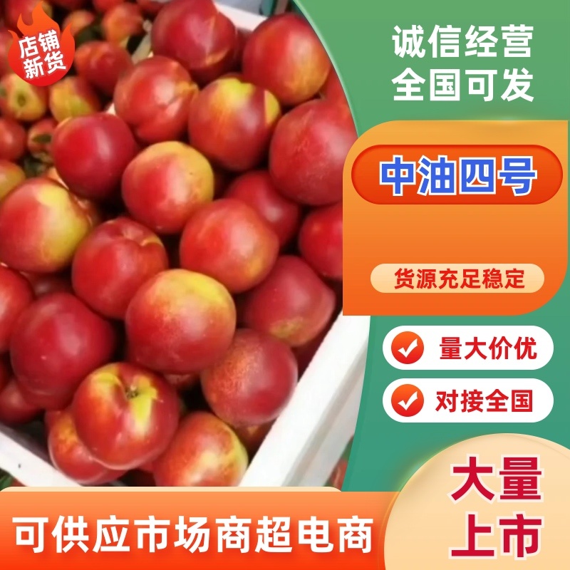 热卖山西大棚中油四号大量走车中