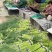 红帽蒜苔大量上市，走市场，入库，电商**价格美丽