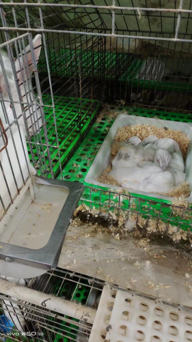 重庆江津肉兔，每月供应1000只以上