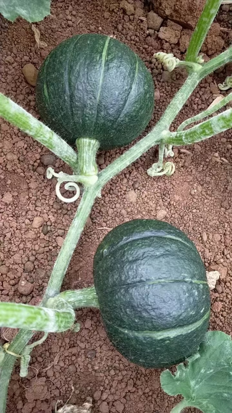 贝贝南瓜大量上市元全国包邮