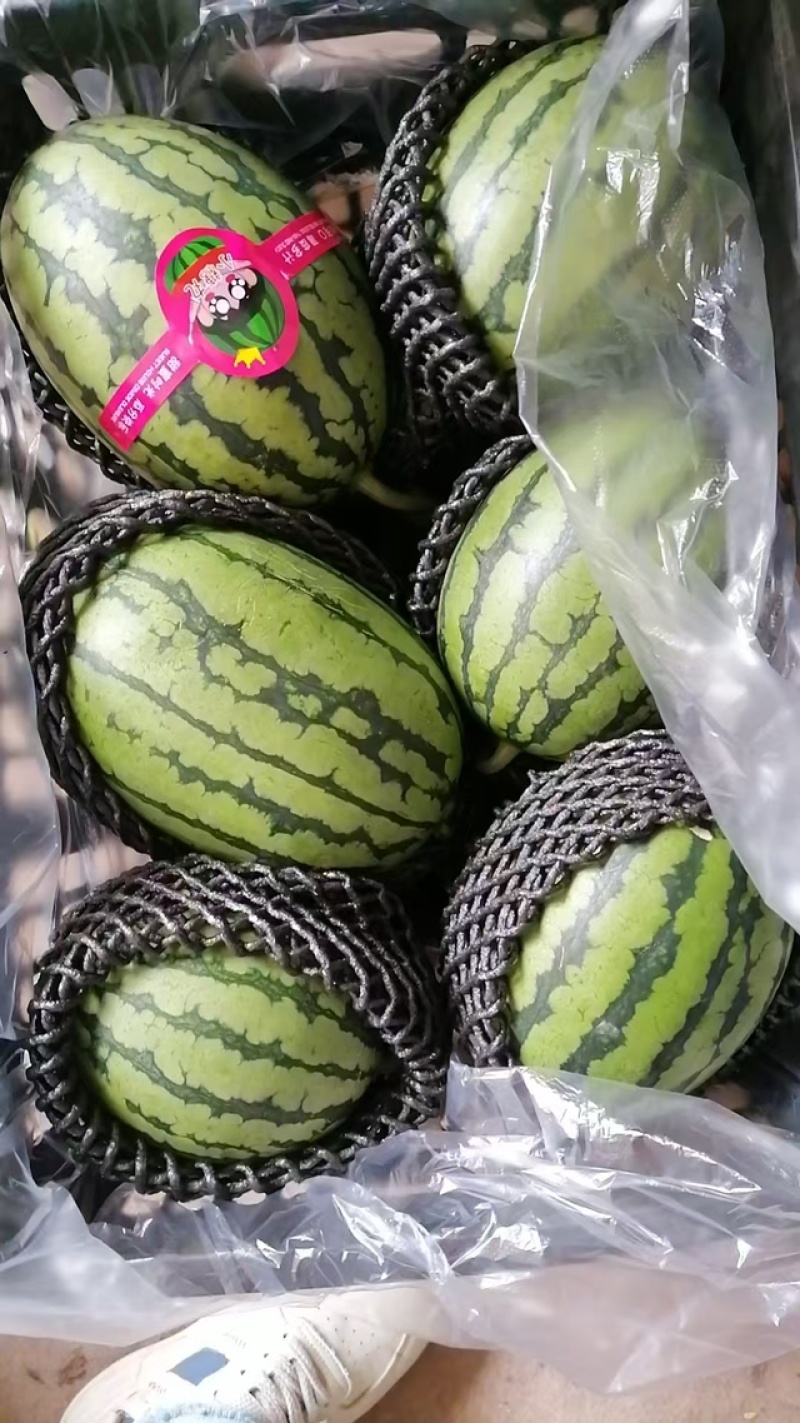 砀山早春红玉西瓜，产地直发，品质保证，诚信经营