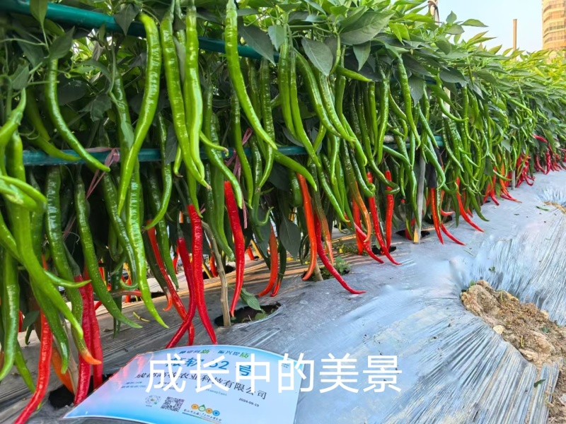 育苗基质厂家货源充足量大价优欢迎随时联系