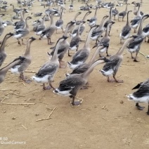 阳江鹅