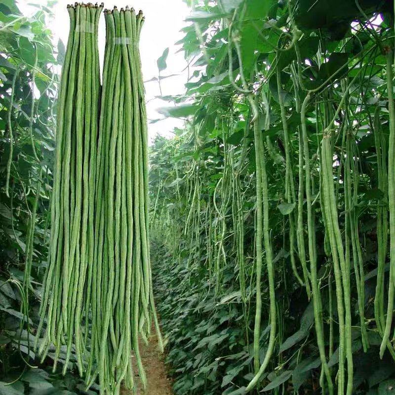 长豆角，湖北产地大量有货，保质保量，可视频看货