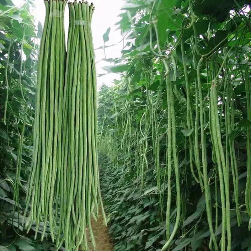 长豆角，湖北产地大量有货，保质保量，可视频看货