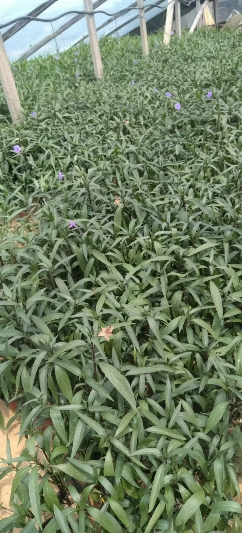翠芦莉基地直发供应绿化庭院设计抗性好货源充足