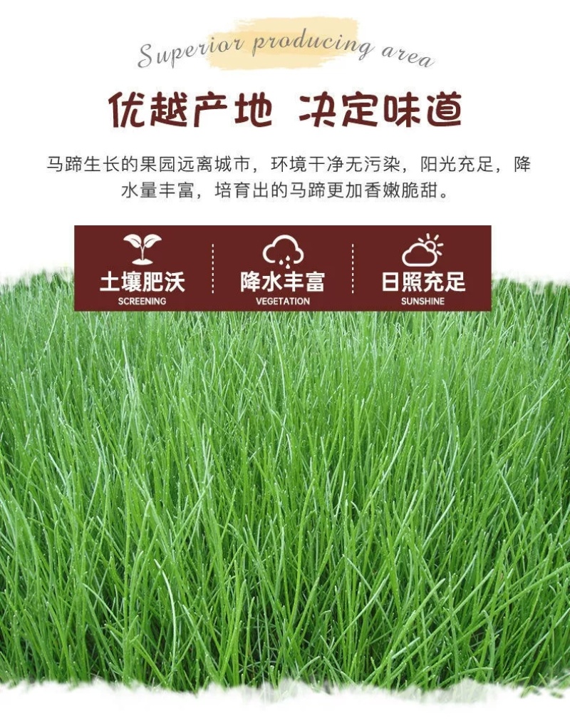无为水洗马蹄直发中心,可产地看货各大批发市场