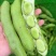 推荐蚕豆现摘现发新鲜现货货源充足欢迎联系