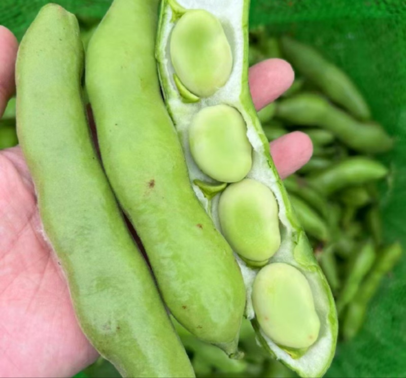 推荐蚕豆现摘现发新鲜现货货源充足欢迎联系