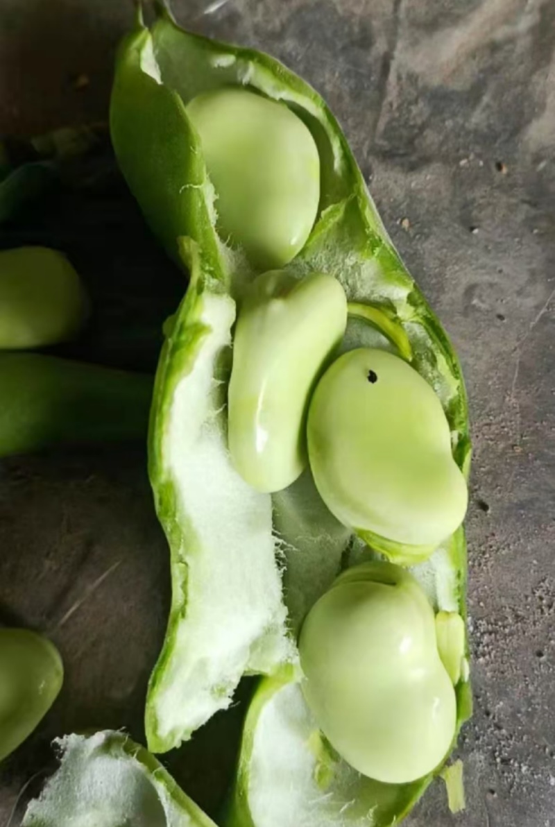 推荐蚕豆现摘现发新鲜现货货源充足欢迎联系