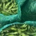 推荐蚕豆现摘现发新鲜现货货源充足欢迎联系