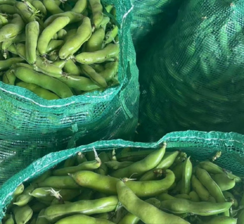 推荐蚕豆现摘现发新鲜现货货源充足欢迎联系
