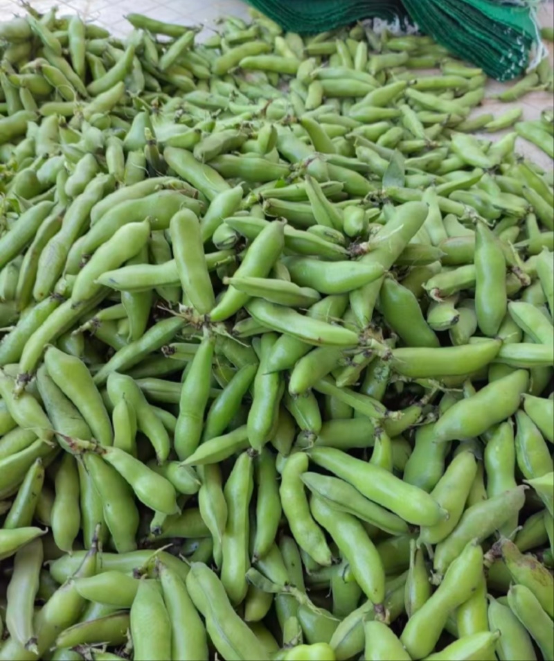 推荐蚕豆现摘现发新鲜现货货源充足欢迎联系